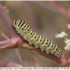 pap machaon larva3 kher